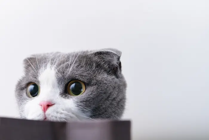 猫 スタジオ撮影 OMOTE