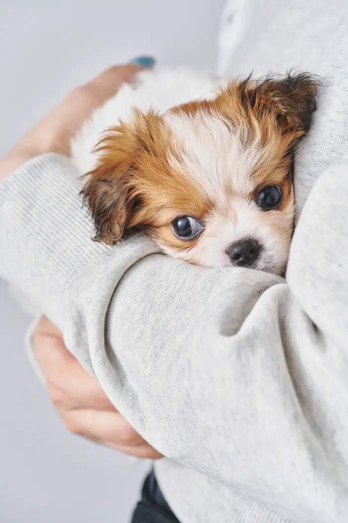 子犬 スタジオ撮影 OMOTE