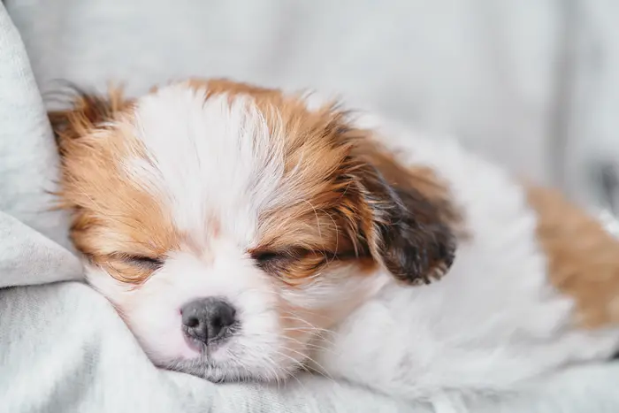 子犬 眠る スタジオ撮影 OMOTE