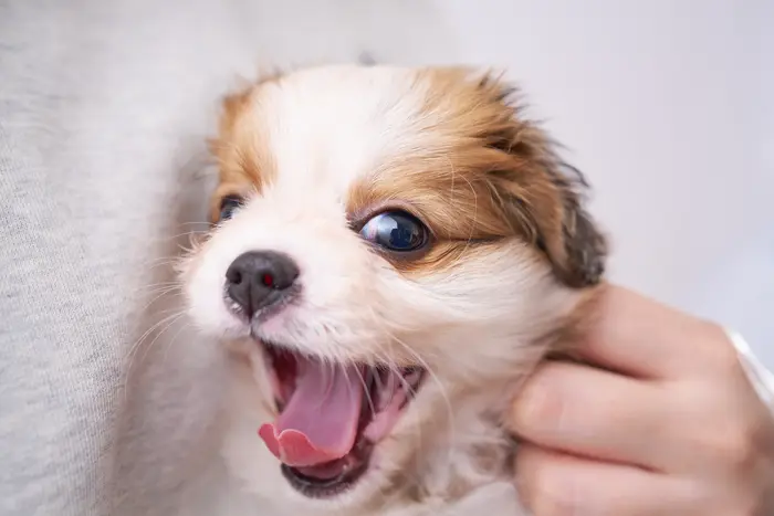 子犬 表情 スタジオ撮影 OMOTE